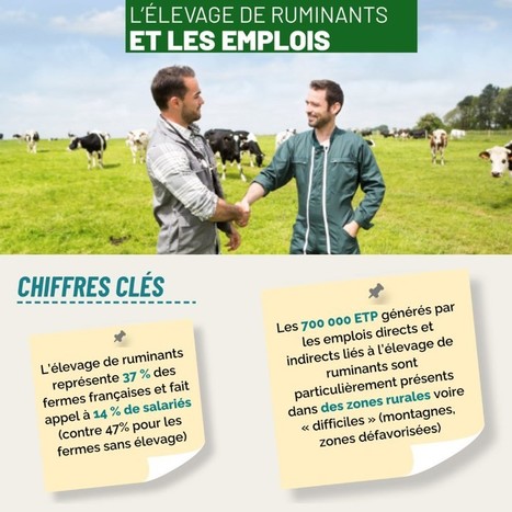 L'élevage de ruminants et les emplois | Lait de Normandie... et d'ailleurs | Scoop.it