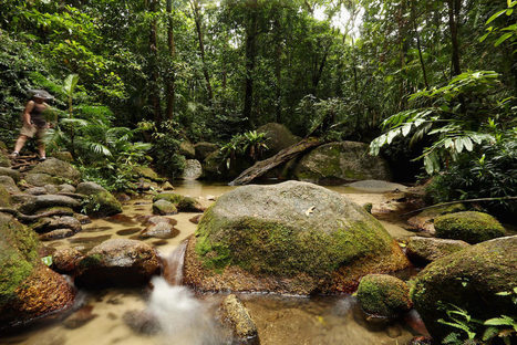 Bridging the gap between forest management and water conservation | Biodiversité | Scoop.it