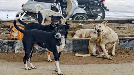 Doctors write to CJI urging stay on SC stray dog order, warn against ‘zoonosis’ in overcrowded shelters | Industry 411 - Waste Management | Scoop.it