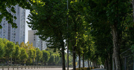 &Icirc;lot de chaleur: des chercheurs pointent la disparit&eacute; des plantations d'arbres dans les villes | Regards crois&eacute;s sur la transition &eacute;cologique | Scoop.it