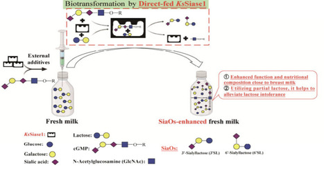 Simulative Fabrication of Milk Fortified with Sialyloligosaccharides and Its Prospective Applications | acs | RMH | Scoop.it