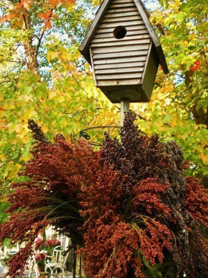 Attract winter birds | Gardening Life | Scoop.it