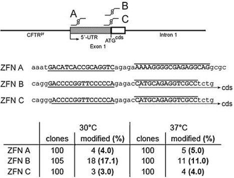 Homologous recombination contributes to the repair of zinc-finger-nuclease induced double strand breaks in pig primary cells and facilitates recombination with exogenous DNA | Animal Models - GEG Tech top picks | Scoop.it
