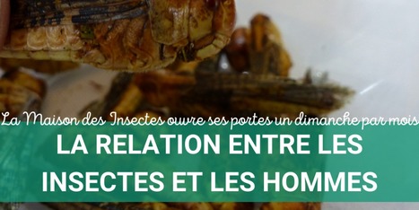 Que faire ce week-end dans les Yvelines ? | Variétés entomologiques | Scoop.it