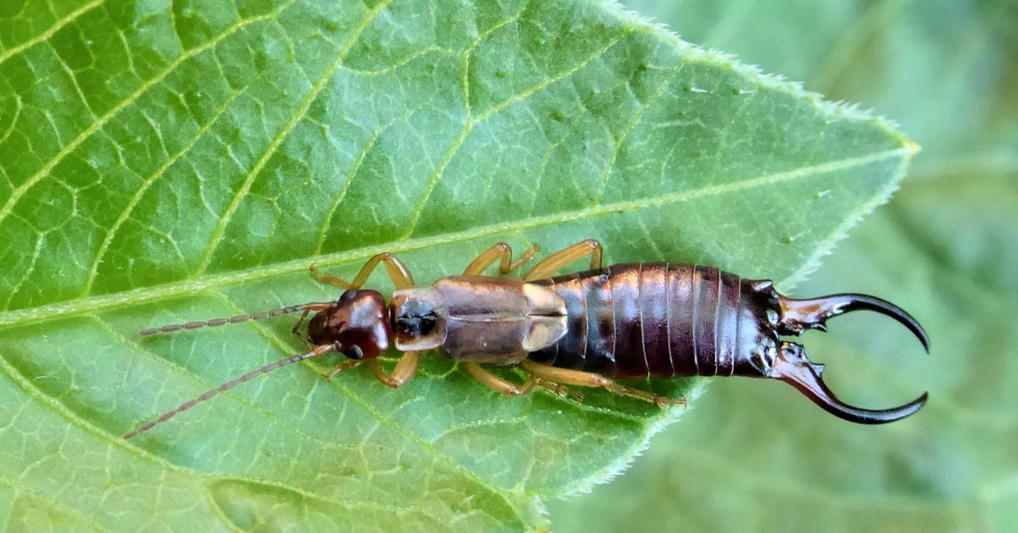 Le pince-oreille, allié méconnu e...