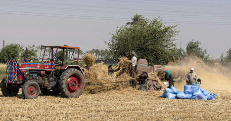 Egypt claims wheat self-sufficiency despite Ukraine war - Al-Monitor | Agriculture et Alimentation Durable Méditerranéenne | Scoop.it