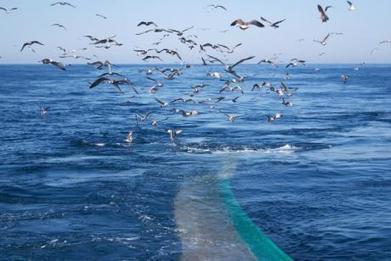Double langage des Européens sur la pêche en eaux profondes | Zones humides - Ramsar - Océans | Scoop.it