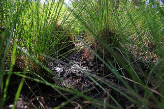 Mont-de-Marsan&nbsp;Agglom&eacute;ration : l&rsquo;inventaire des zones humides dans la derni&egrave;re ligne droite | Landes - Conseils municipaux & communautaires | Scoop.it