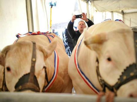 Allier : le retour des plus beaux bovins | Actualité Bétail | Scoop.it