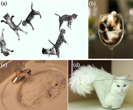 "Ig-Nobel": le gagnant du prix en physique est un Français pour "un chat peut-il être liquide?" | 16s3d: Bestioles, opinions & pétitions | Scoop.it