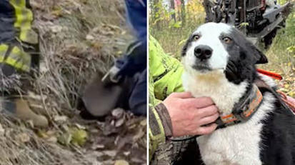 Dramatiska kampen f&ouml;r att r&auml;dda hunden Tissla | A1Uutiset | Scoop.it