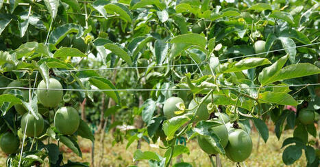 VIETNAM: Exports record value of fruits and vegetables to EU | ASIES | Scoop.it
