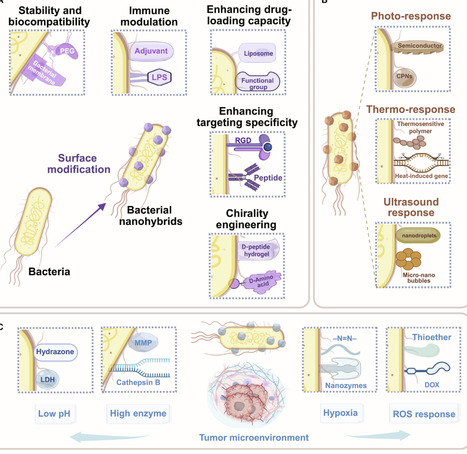 From Mechanism to Clinic: Engineered Bacteria&ndash;Nanomaterial Hybrid Systems for Cancer Immunotherapy | bdr | RMH | Scoop.it