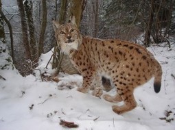 Qu'en est-il des populations de lynx en France? | FERUS | Pastoralisme Ours Loups Lynx | Scoop.it