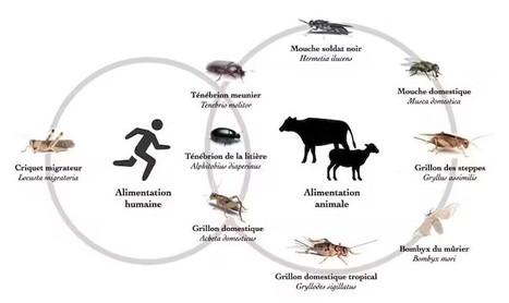 Actuellement, quatre insectes sont autorisés pour l’alimentation humaine dans l’UE, et huit autres sont en cours de réglementation | EntomoNews | Scoop.it