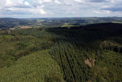 "On a des milliers d’hectares coupés à blanc" : les forêts du Morvan, victimes du réchauffement climatique | Changement climatique & Biodiversité | Scoop.it