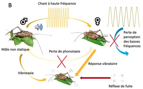 Les grillons Eneopterinae : un groupe modèle pour étudier l'évolution et la communication | EntomoNews | Scoop.it