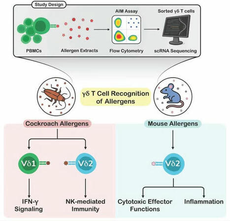 In JCI insight:... - Journal of Clinical Investigation | Allergy (and clinical immunology) | Scoop.it