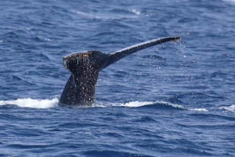 Male humpback whales change their songs when human noise is present: Ship noise seems to inhibit humpback whale singing | Coastal Restoration | Scoop.it