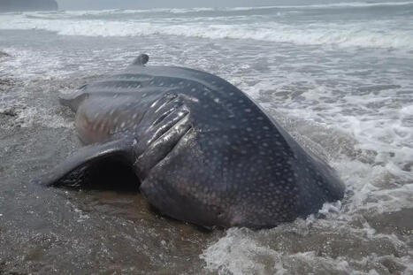Oc&eacute;ans en danger : la d&eacute;cision choc qui change enfin le sort de dizaines de requins et de raies | Sustainability | Scoop.it