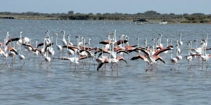En Camargue, le site de reproduction des flamants roses est condamné | Camargue Nature | Scoop.it