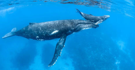 Des chercheurs appellent à créer une bibliothèque mondiale de la biophonie sous-marine | Biodiversité | Scoop.it