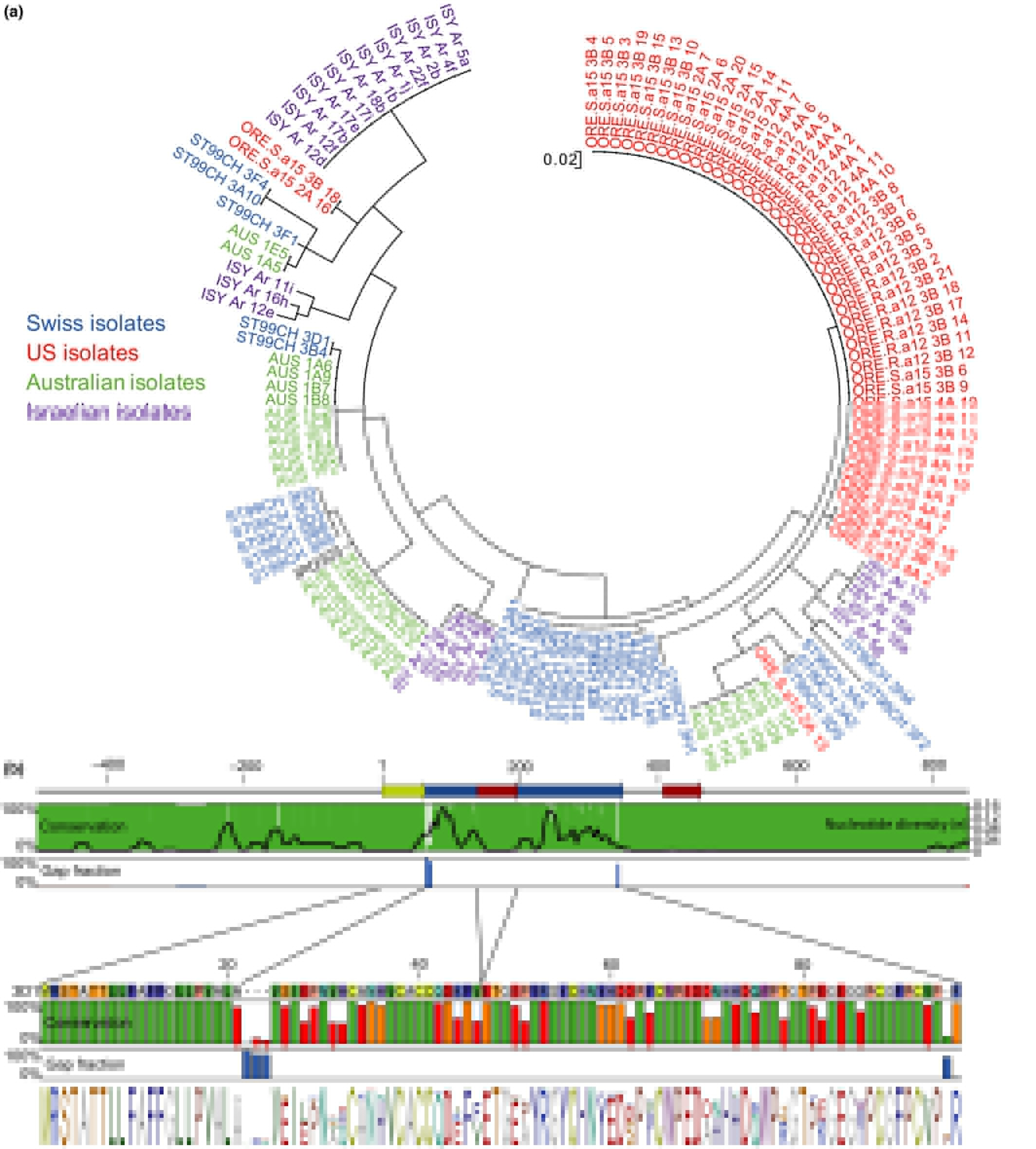 New Phytologist A fungal avirulence facto...