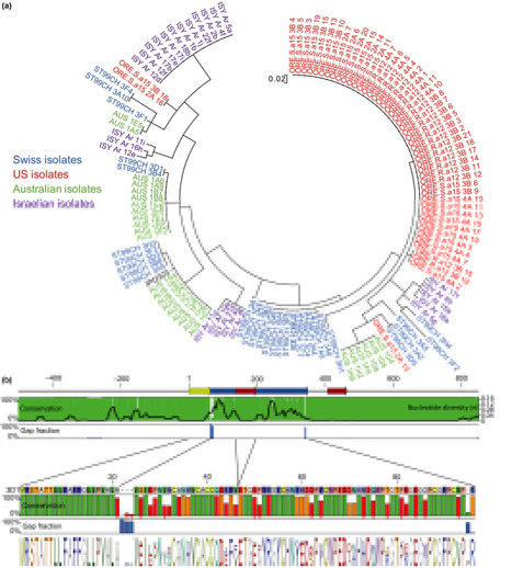 New Phytologist: A fungal avirulence factor encoded in a highly plastic genomic region triggers partial resistance to septoria tritici blotch (2018) | Plant Pathogenomics | Scoop.it