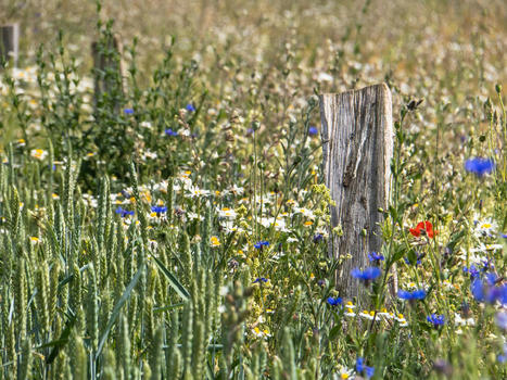 Des bandes fleuries dans des systèmes de cultures diversifiés favorables à la biodiversité et à la lutte biologique | TRANSITION AGROECOLOGIQUE : PRATIQUES ET POLITIQUES AGRICOLES | Scoop.it