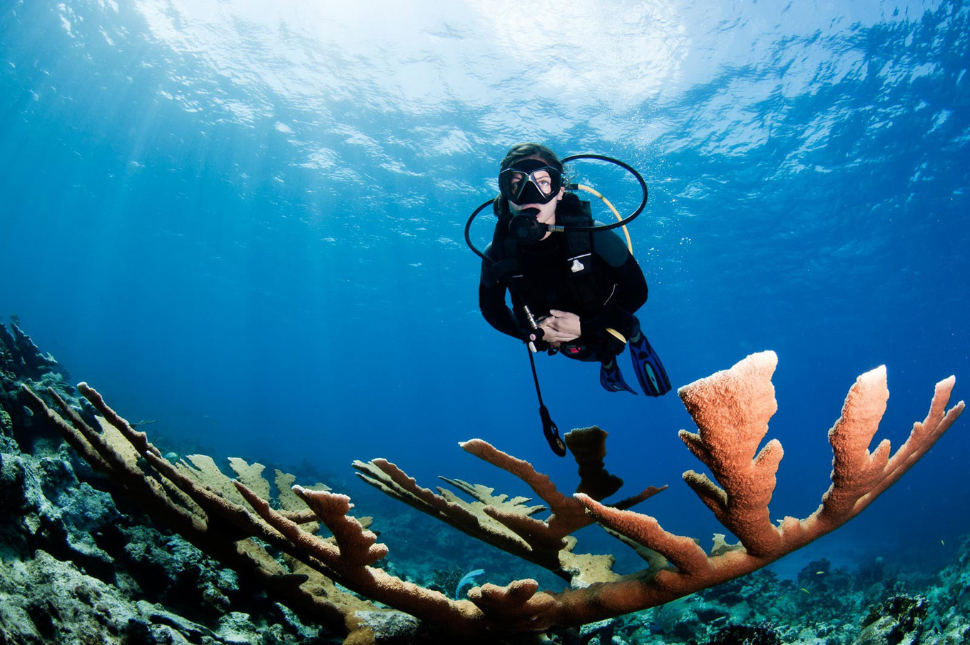 Pregnancy and Diving Dive Compare Soggy Sci...