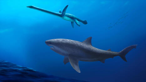 Fossils reveal a massive shark that ruled Australia in dinosaur times | Soggy Science | Scoop.it
