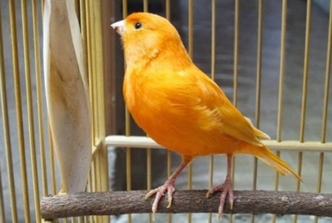 Download Mp3 Masteran Suara Burung Kenari Gacor