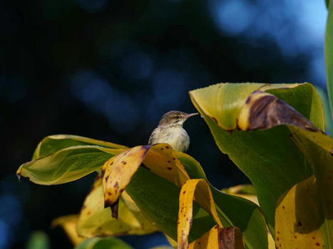 Des oiseaux endémiques menacés sur l’île de Rimatara | Biodiversité | Scoop.it