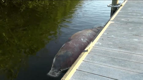 Red tide is killing manatees across Florida - NBC-2.com | Agents of Behemoth | Scoop.it