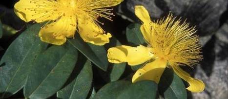 Des plantes pour lutter contre la dépression saisonnière | Santé par les plantes | Scoop.it
