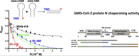 La protéine de nucléocapside du SARS-CoV-2 possède une forte activité de chaperon des acides nucléiques | Life Sciences Université Paris-Saclay | Scoop.it