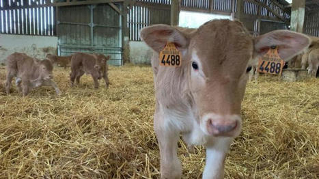 Les principales anomalies g&eacute;n&eacute;tiques en races allaitantes | Actualit&eacute;s de l'&eacute;levage | Scoop.it