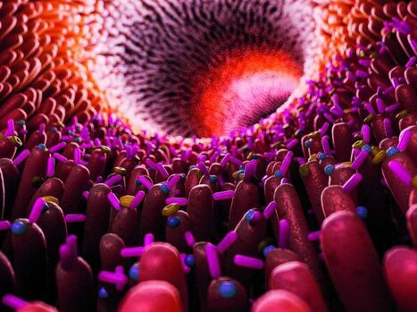 ALIMENTATION : Et si le microbiote guidait nos choix alimentaires | ALIMENTATIONS | Scoop.it