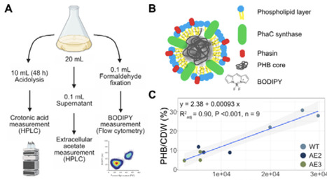 Establishing Vibrio natriegens as a high-performance host for acetate-based poly-3-hydroxybutyrate production | Brvme | RMH | Scoop.it
