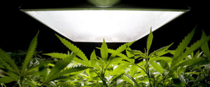 Legal Pot Could Be $5-Billion Windfall For Canada's Governments | Financial Markets Report  - Transforming Money Into Wealth | Scoop.it