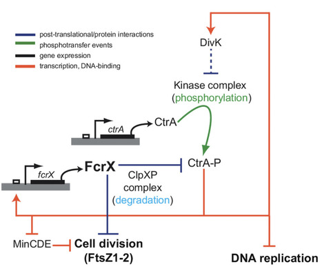 Sinorhizobium meliloti FcrX coordinates cell cycle and division during free-living growth and symbiosis by a ClpXP-dependent mechanism | I2BC Paris-Saclay | Scoop.it