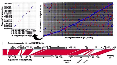 Genome Biol Evol: Phytophthora megakarya and P. palmivora, closely related causal agents of cacao black pod rot, underwent increases in genome sizes and gene numbers by different mechanisms (2017) | Plant Pathogenomics | Scoop.it