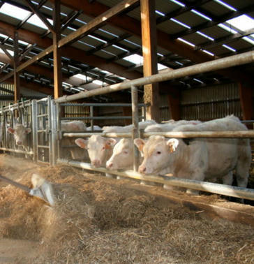 Broutards et jeunes bovins : la FNB encourage les éleveurs à reprendre la main sur la commercialisation | Actualité Bétail | Scoop.it