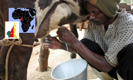 La Production de lait au Cameroun augmente de +5% en 2023 | Lait de Normandie... et d'ailleurs | Scoop.it