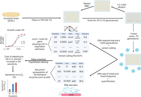 Parallel but distinct adaptive routes in the budding and fission yeasts after 10,000 generations of experimental evolution | Nature Ecology & Evolution | RMH | Scoop.it