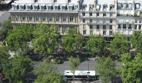 La canopée des arbres plantés sur les espaces publics parisiensÉtude comparative de 8 essences principales | Plusieurs idées pour la gestion d'une ville comme Namur | Scoop.it