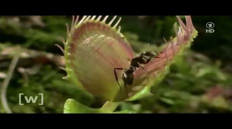 Les plantes carnivores savent compter jusqu'à cinq | EntomoNews | Scoop.it