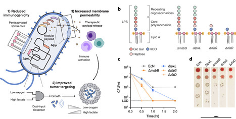 Expanding the therapeutic window of bacteria for cancer therapy | brvsb | RMH | Scoop.it