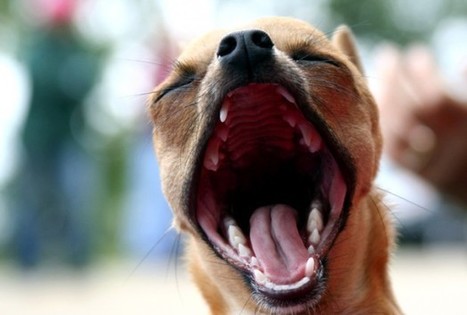 Dogs May Show Empathy With Humans When It Comes To Yawning | Empathy Movement Magazine | Scoop.it