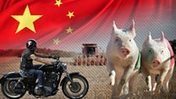 Why China is targeting US hogs and Harleys | International Economics: IB Economics | Scoop.it